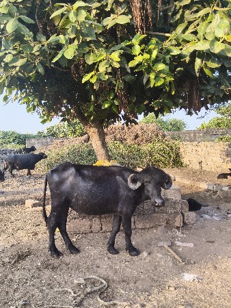 थंबनेल 3