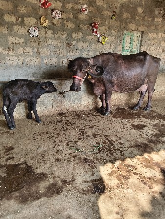 ભેંસ વેચવાની છે