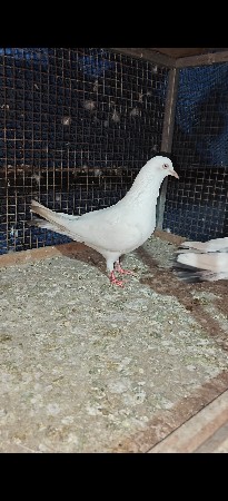 थंबनेल 2