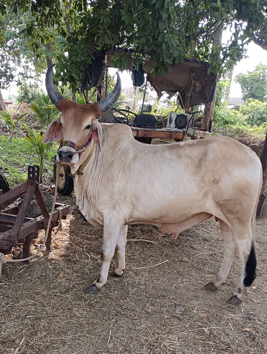 વઢયારો માકડો ગોઢલો વેચવા નો છે