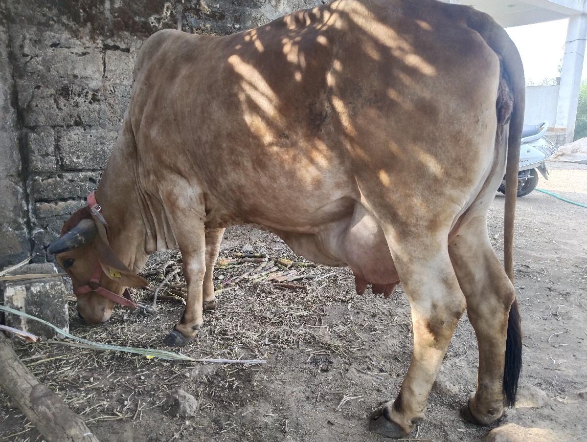 થંબનેલ 2