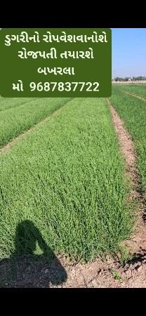 ડુગરીનો રોપવેશવાનોશે