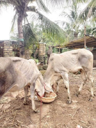 વઢીયારા વાસડા વેશવાના છે
