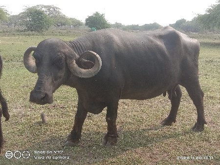 10 થી 12 દિવસ ની કાચી