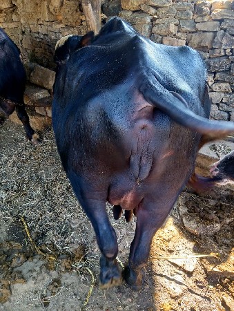 થંબનેલ 2