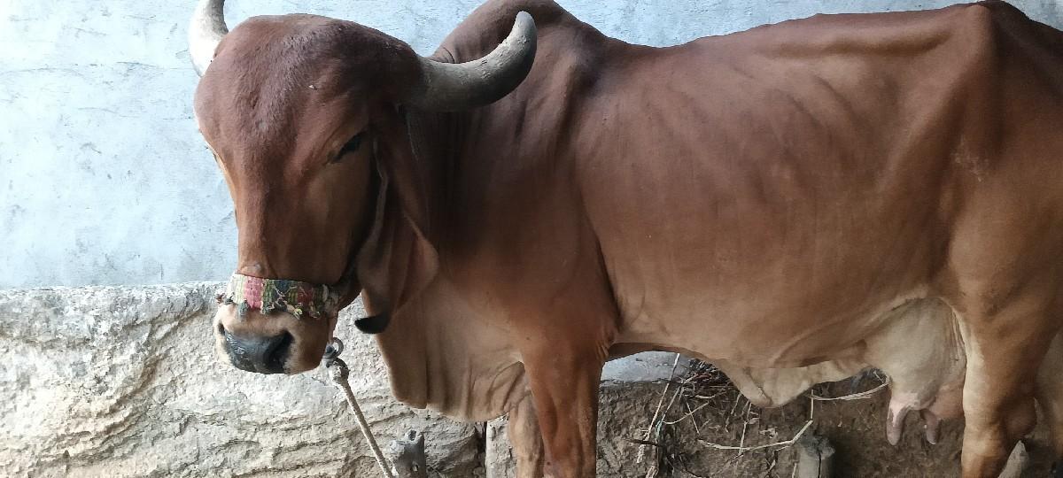 થંબનેલ 2