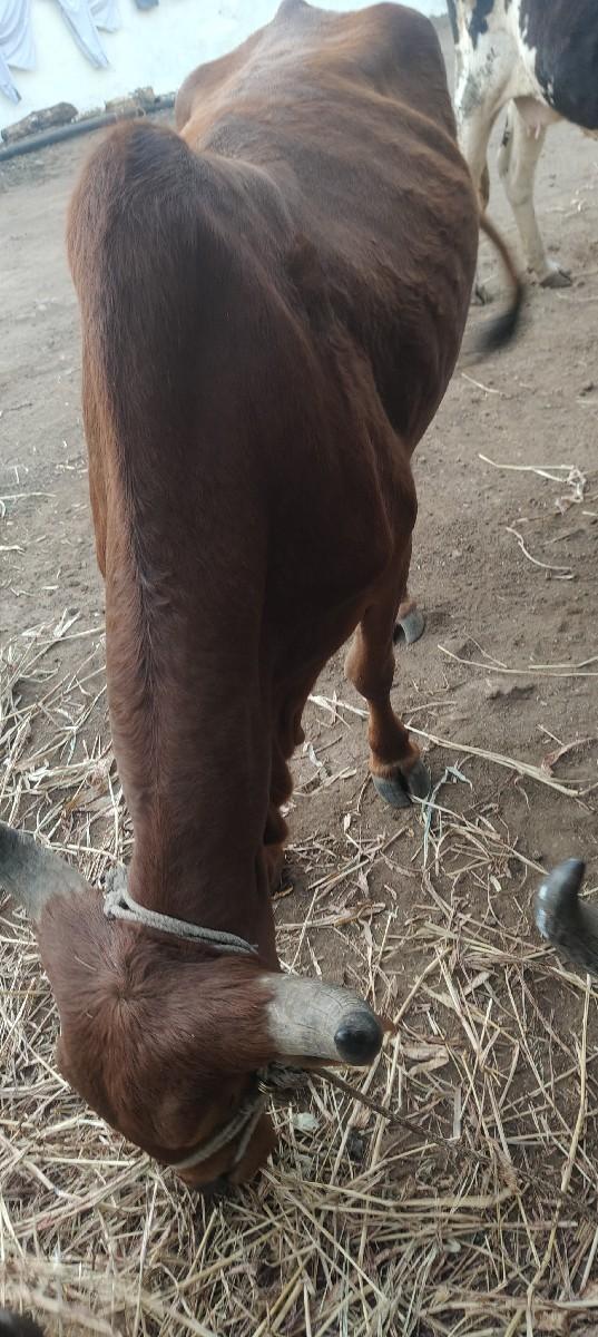 थंबनेल 3