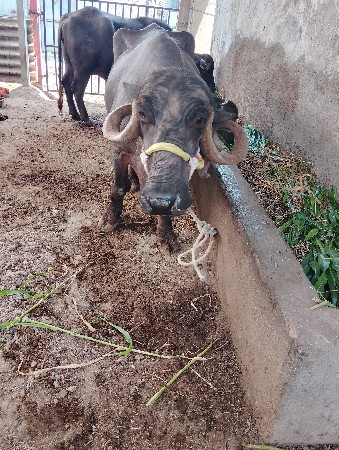 ભેંશ વેચવાની છે