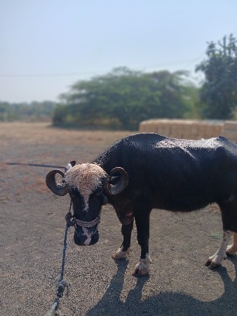 બે ખડેલા વેચવાના છે.