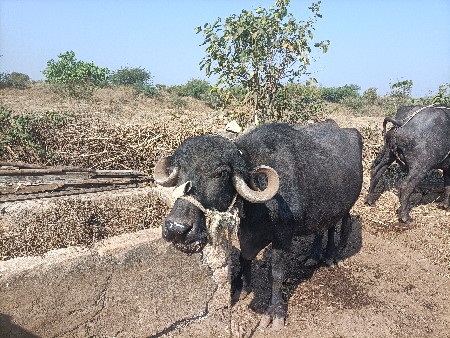 ભેંસ વેચવાની છે