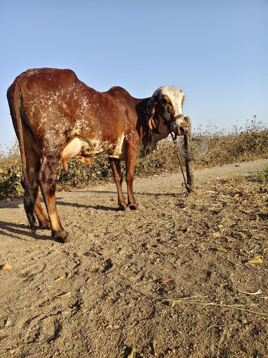 थंबनेल 3