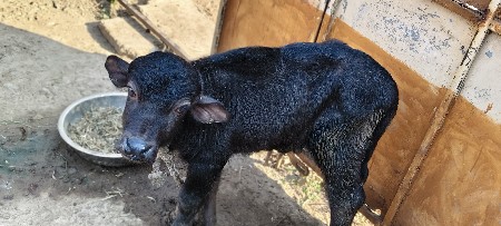 થંબનેલ 2