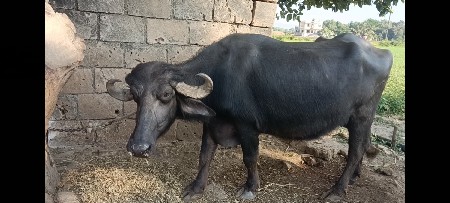 પહેલા વેતરમા વિયાસે