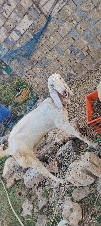 હૈદરાબાદી બકરી