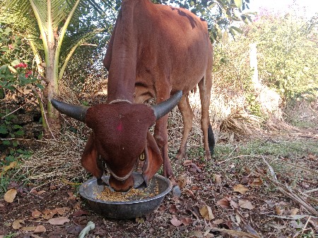 જય માતાજી ભાઈ ગીર ગાય આપવાની છે