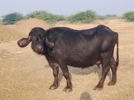 ભેંસ વેચવાની છે