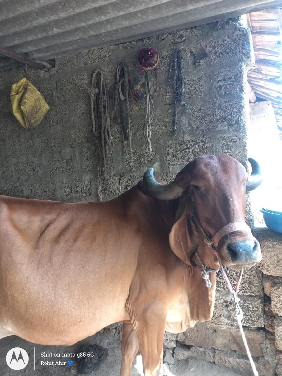 थंबनेल 3