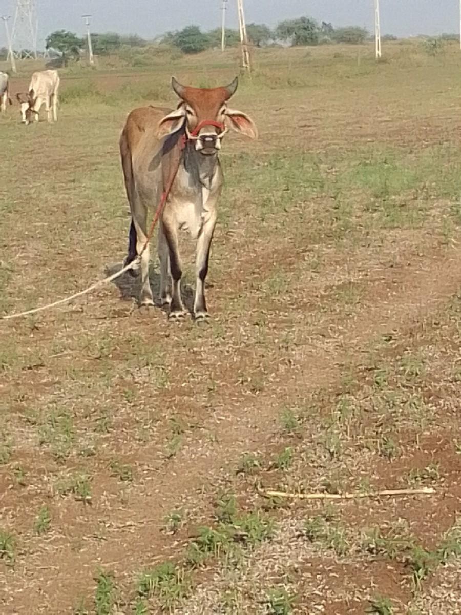 વેચવાનો છે