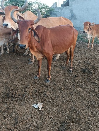 થંબનેલ 2