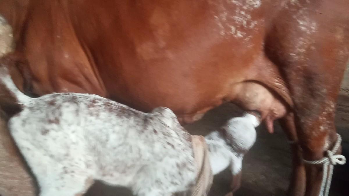 थंबनेल 3