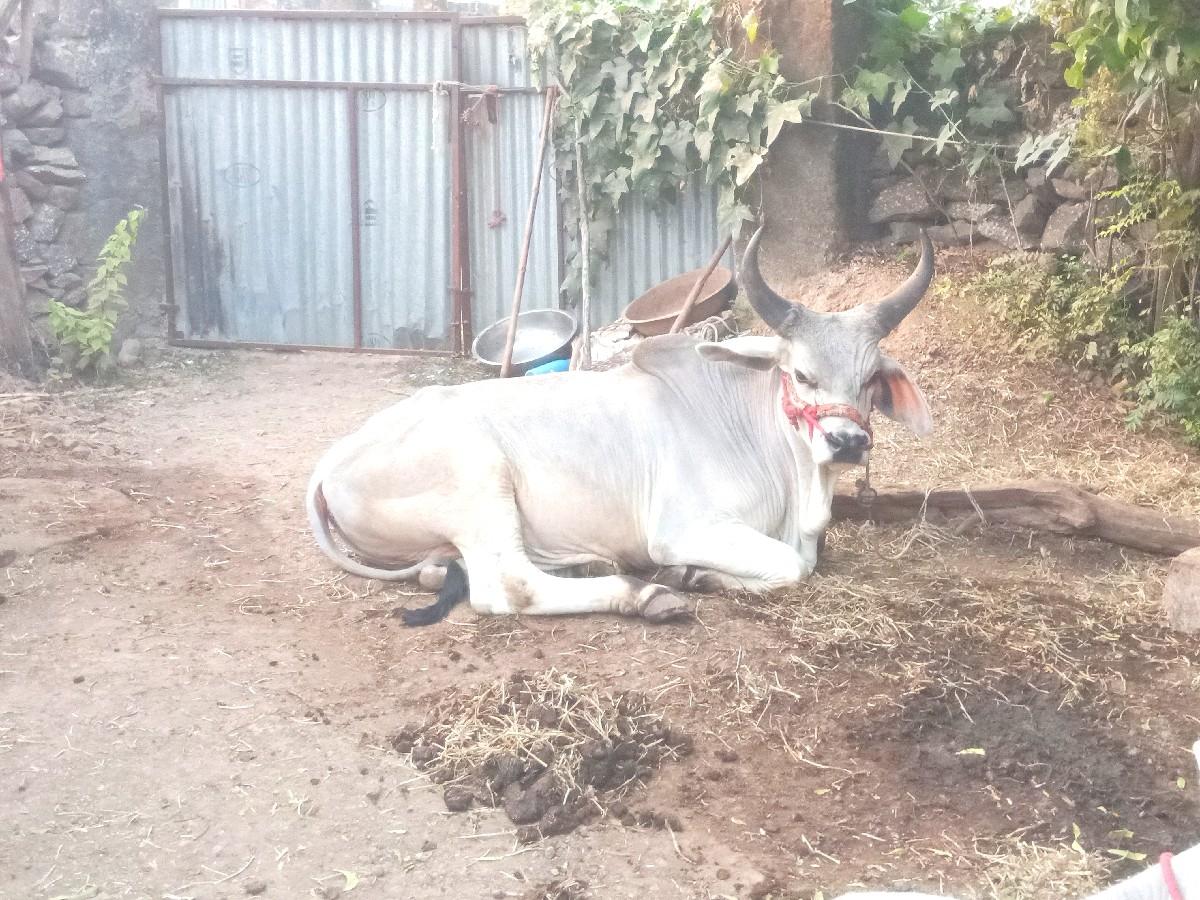 थंबनेल 4