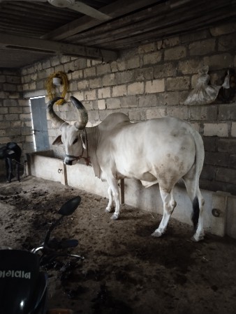 ઘોઢલો લેવાનો છે