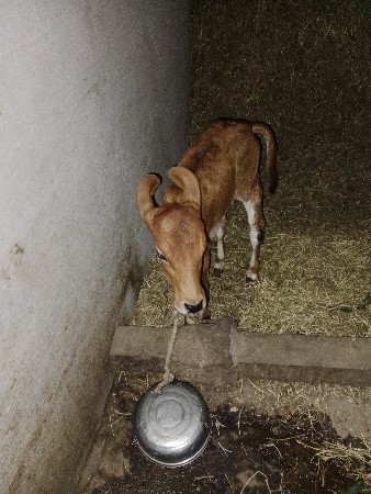 દેશી ગાય વેચવાની છે