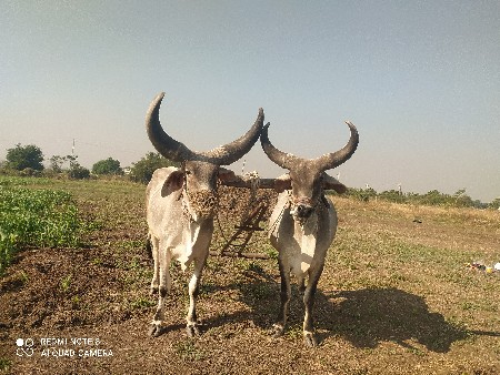 ગોધલા વેશવા ના છે