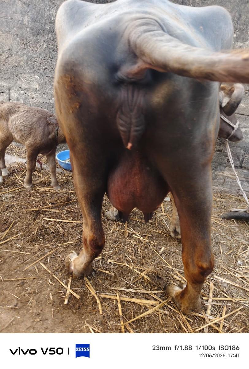 थंबनेल 3