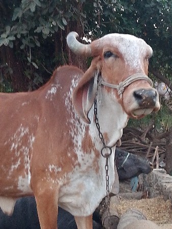 थंबनेल 3