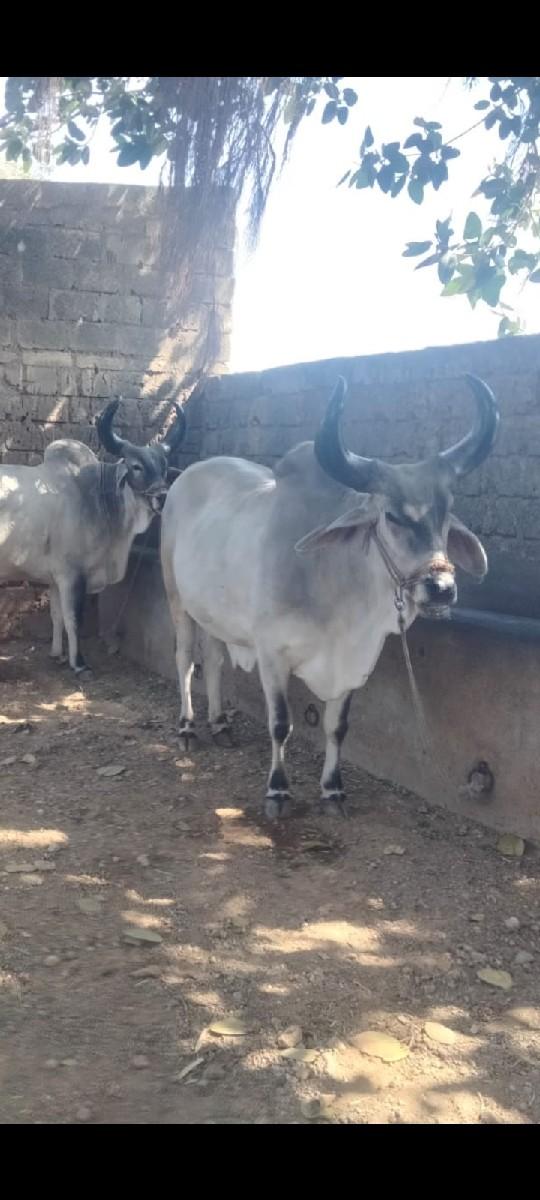 બળદ.વેચવાનાછે.ધર.બીજી