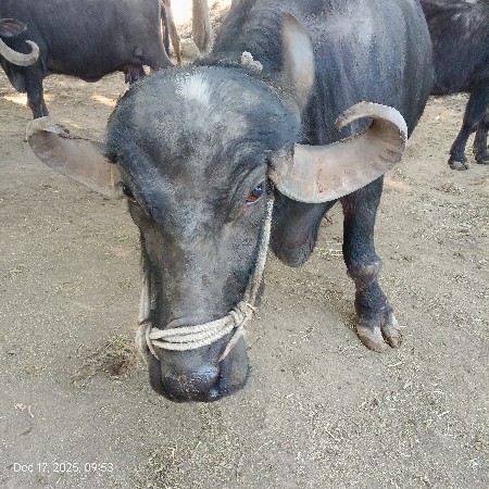 थंबनेल 3