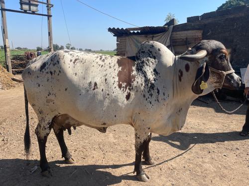 થંબનેલ 3