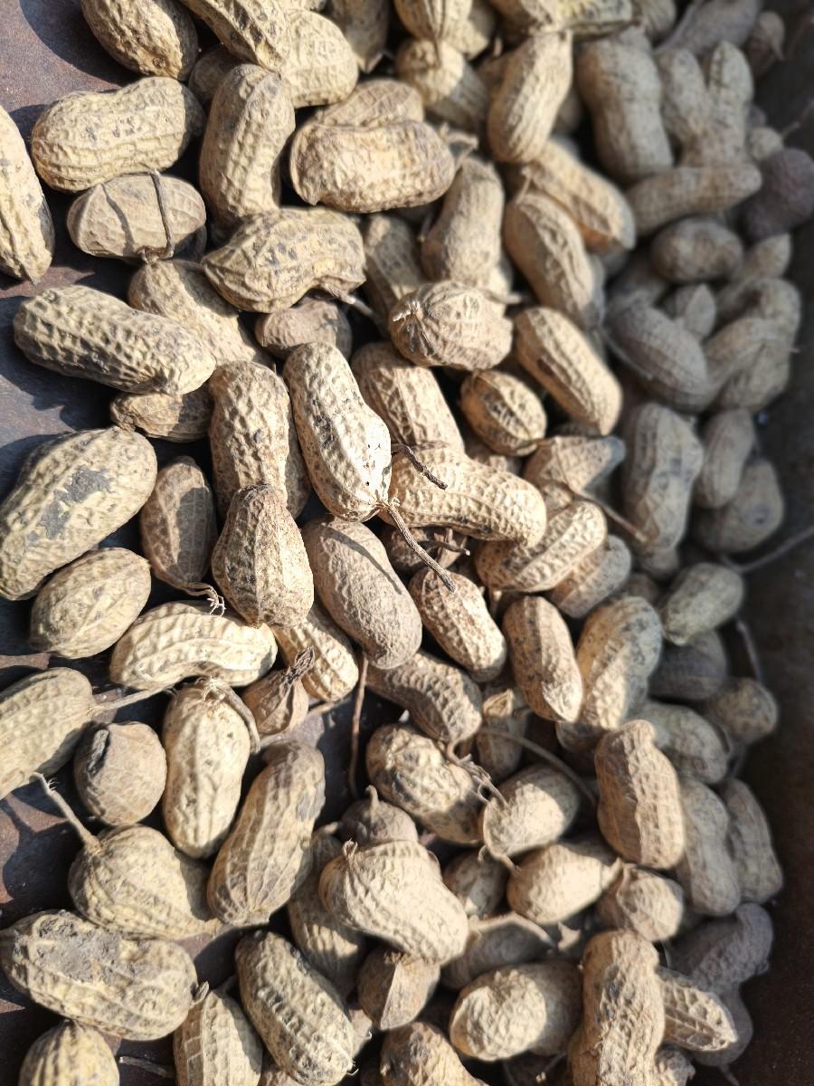 G-20 મગફળી વેચવા ની છે.