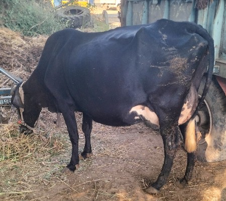 થંબનેલ 2