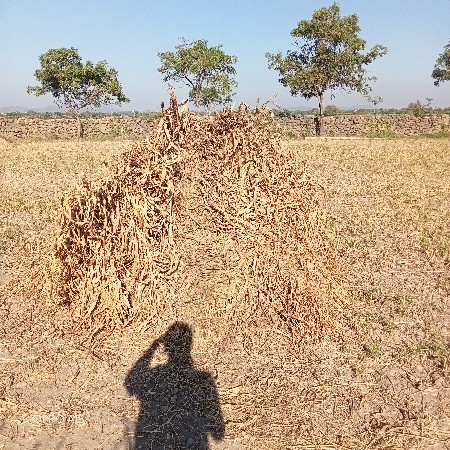 જુવાર વેચવાની છે