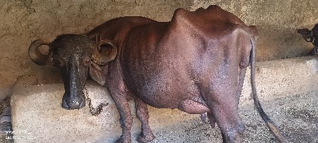 થંબનેલ 3