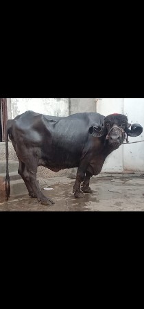 ભેંસ વેચવાનું છે