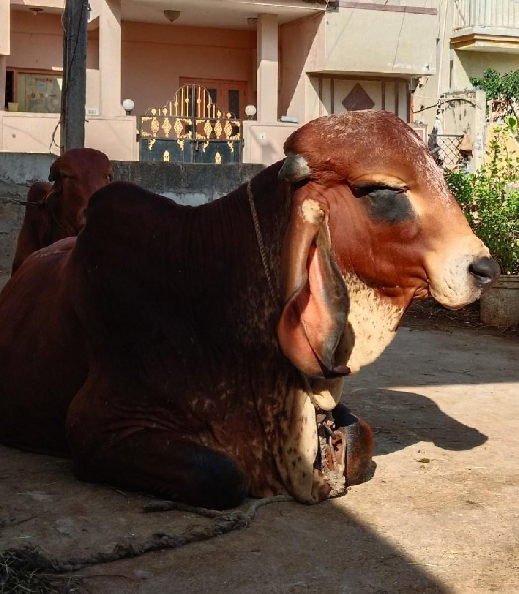 થંબનેલ 2