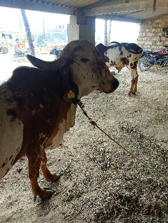 થંબનેલ 3