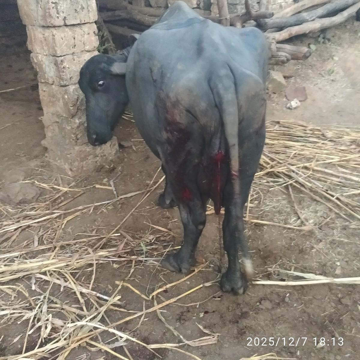 थंबनेल 3