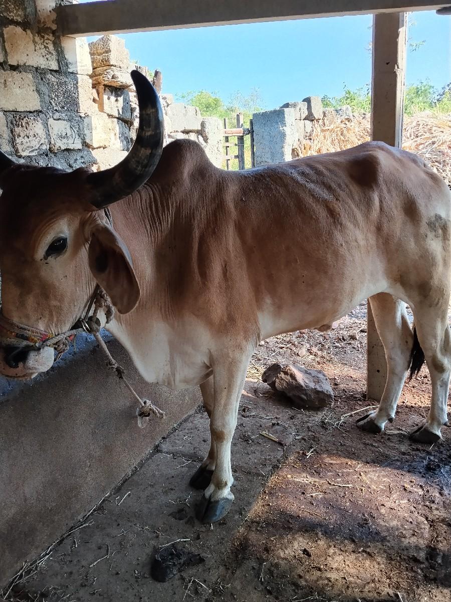 थंबनेल 3