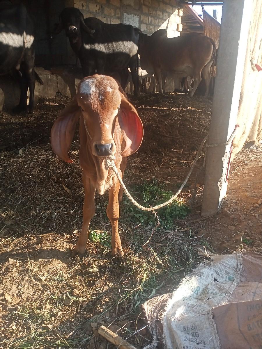 થંબનેલ 3