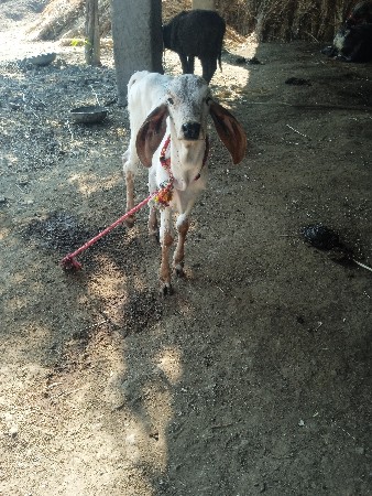 थंबनेल 2