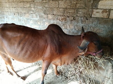 વેસવાનિ