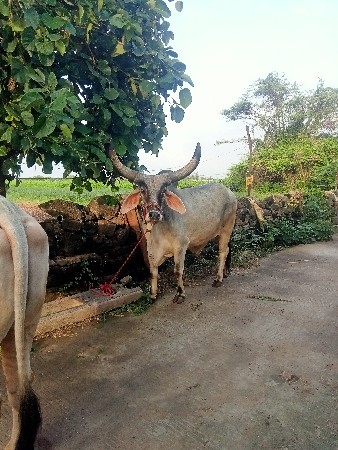 थंबनेल 2