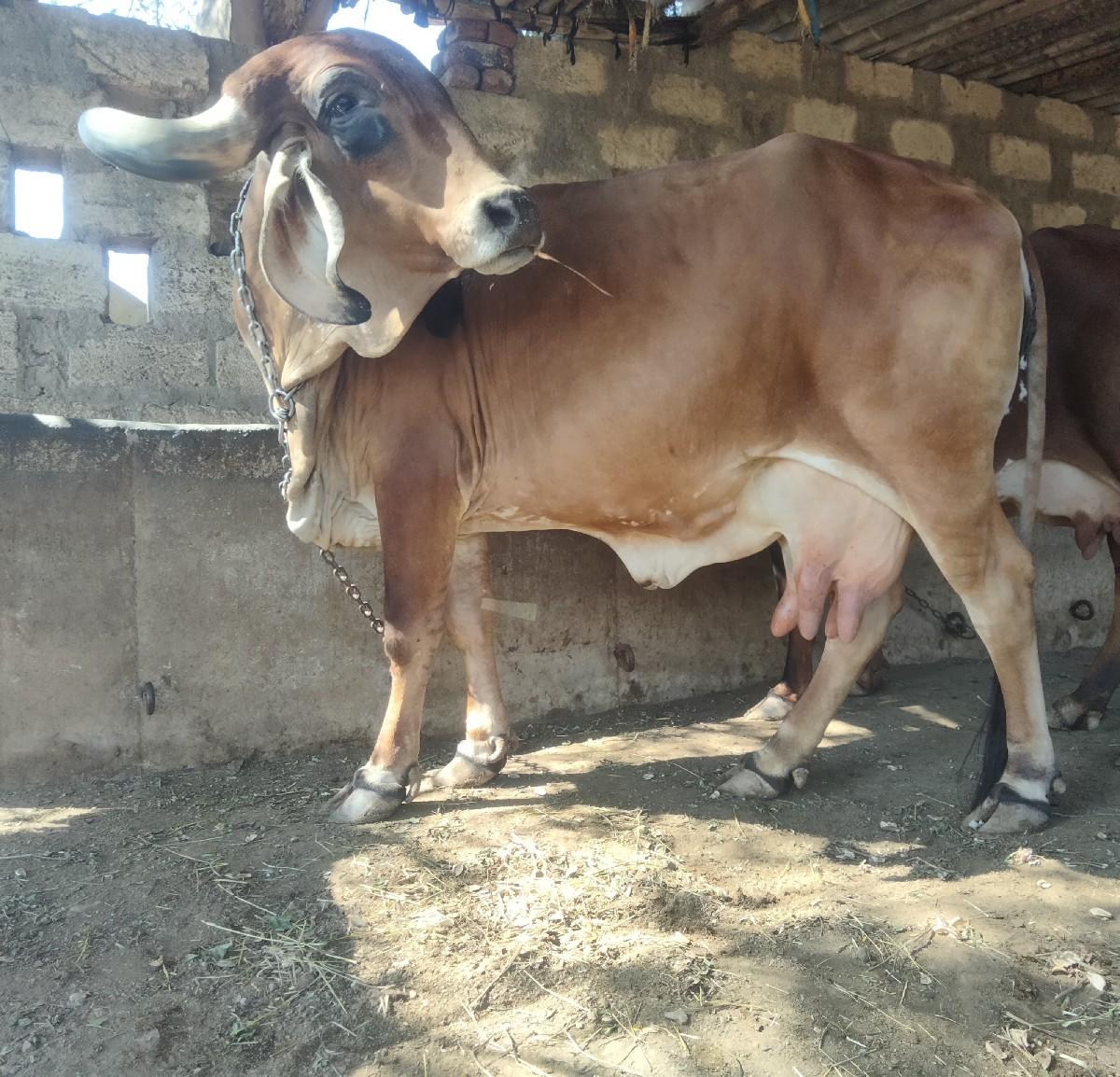 थंबनेल 2