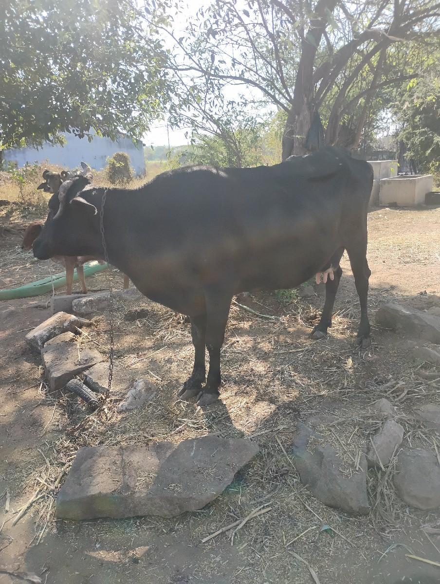 थंबनेल 2