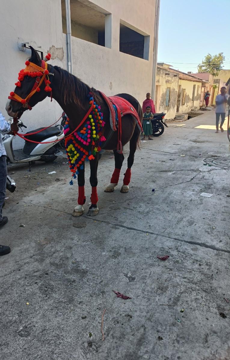 ઘોડી વેચવા ની છે