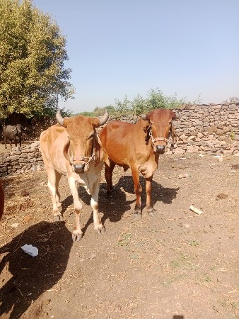 थंबनेल 3